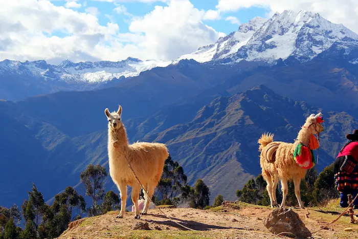 dos llamas en machu picchu