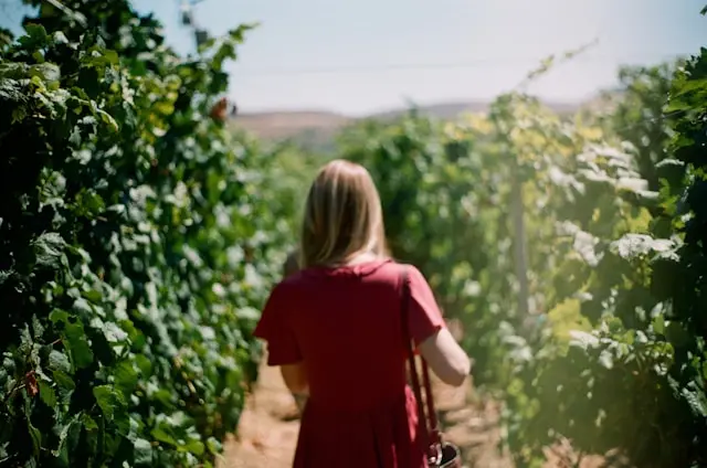 vineyard tours Ica