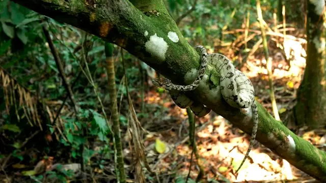 Peruvian Amazon