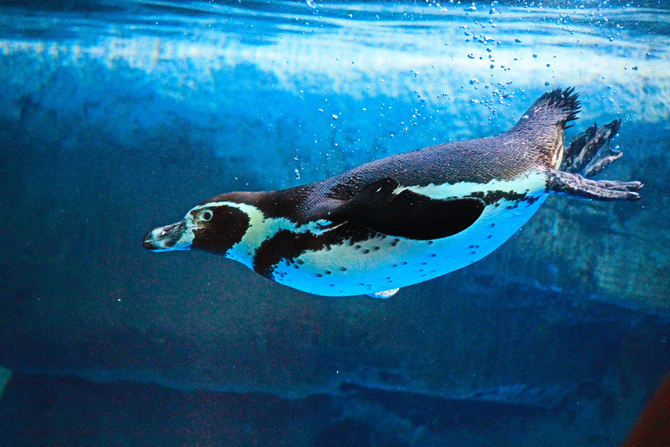 pinguino humboldt