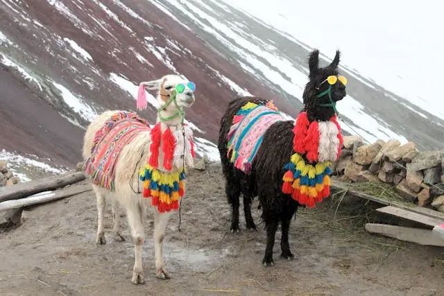 Llamas and alpacas