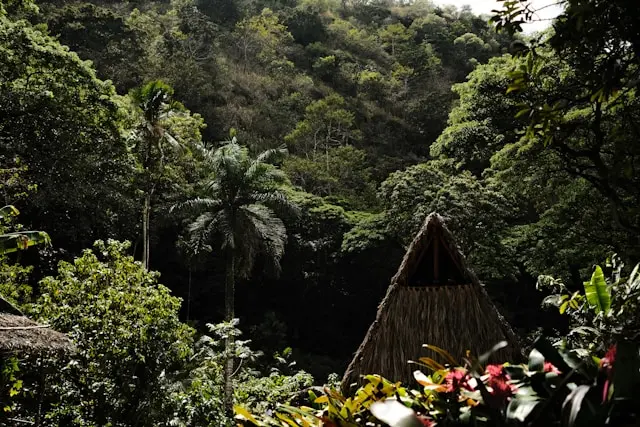 Successful projects in the jungle