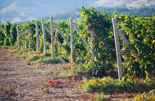 16. Ica and the wine route